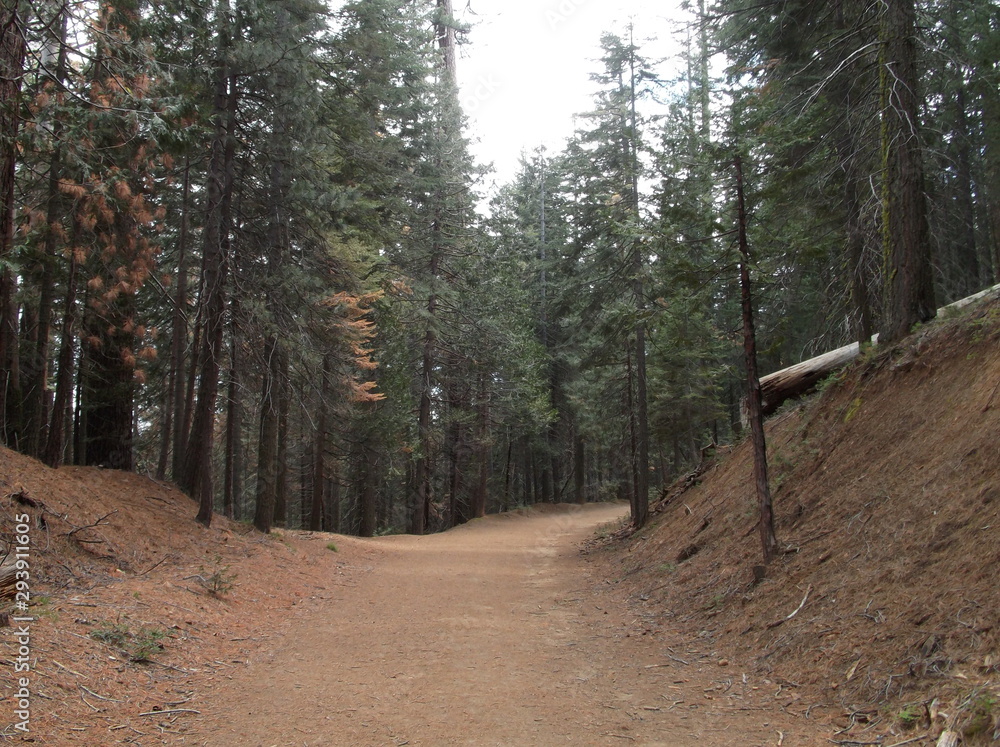 Fototapeta premium Path of Trees