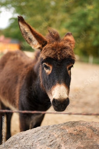 portrait of donkey in field