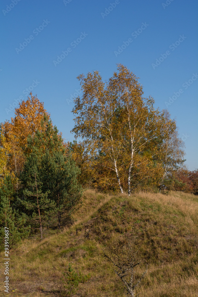 Autumn lanscape. Autumn trees on Podlachia. Poland Autumn lanscape. Autumn trees on Podlachia. Poland