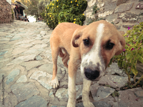 stray dog puppy of the old touristic town © filiz