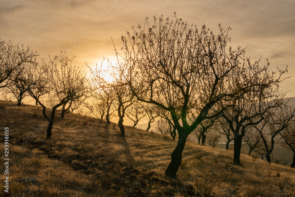 sunset between almond trees next to Ugijar