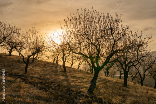 sunset between almond trees next to Ugijar