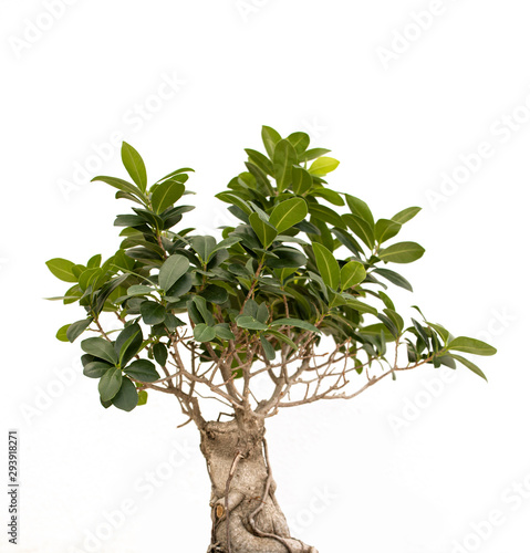 green bonsai isolated on white background