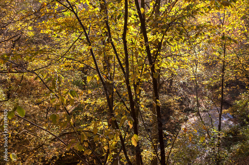 beautiful autumn nature with golden leaves