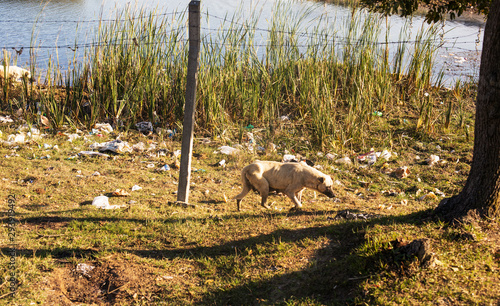 Poor Cur -stray dog photo