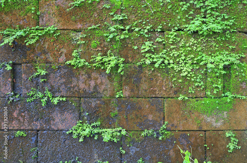 Green moss on old stone brick wall background.