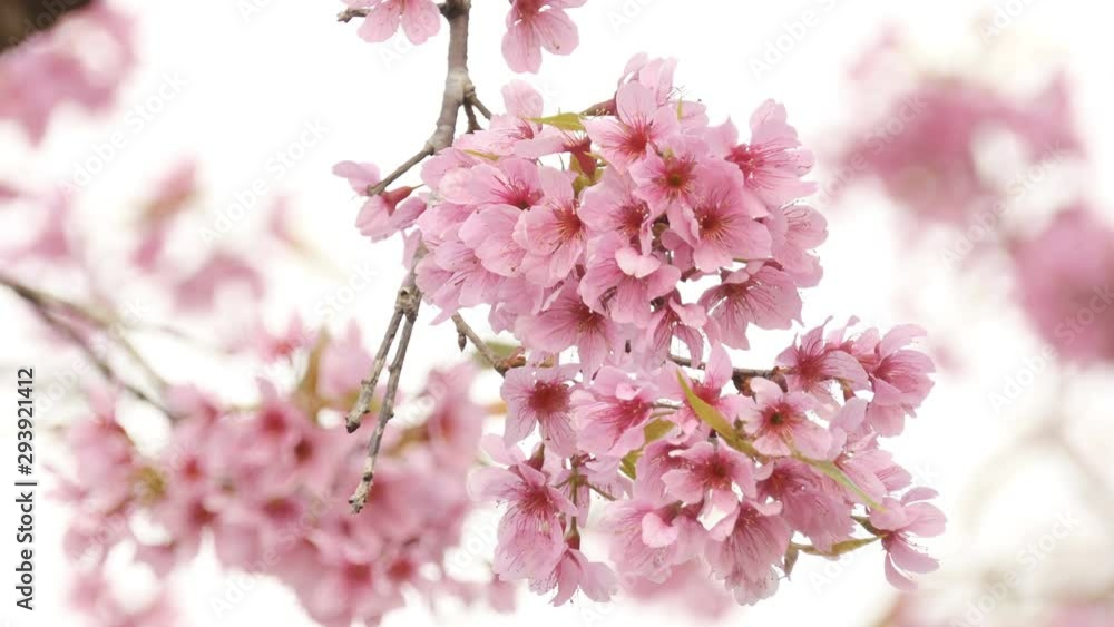 Beautiful Wild Himalayan Cherry Blossoms (Prunus cerasoides) in Thailand, Pink flowers of Sakura on the high mountains , selective focus Beautiful Wild Himalayan Cherry Blossoms (Prunus cerasoides) in Thailand, Pink flowers of Sakura on the high mountains , selective focus