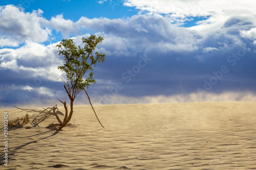 tree in the desert