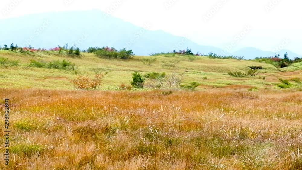黄葉秋の弥陀ヶ原立山黒部アルペンルート
