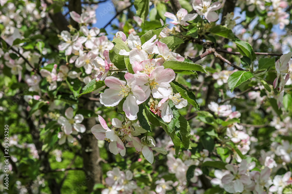 blooming cherry tree blooming cherry tree