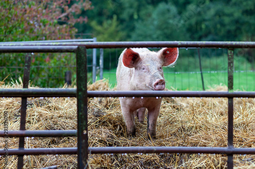 pig on the farm