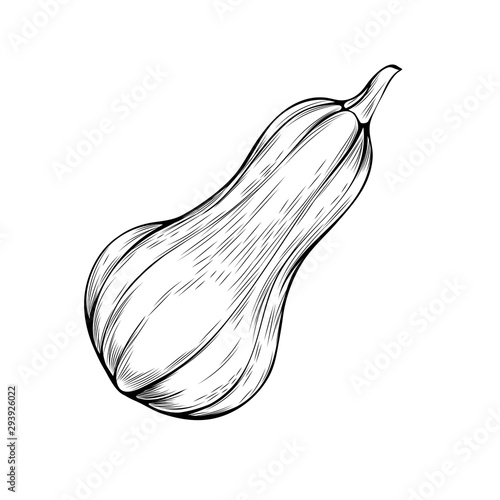 Organic gourd hand drawn vector illustration. Thanksgiving day, agriculture sketch symbol. Natural pumpkin, fresh vegetable monochrome drawing isolated on white background. Autumn season harvest