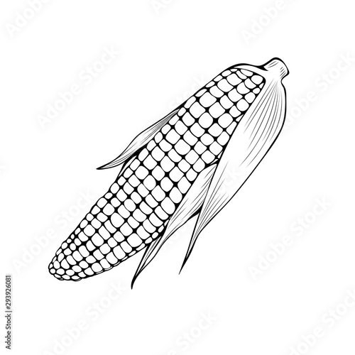 Natural corn hand drawn vector illustration. Thanksgiving day, agriculture sketch symbol. Maize cob, organic vegetable monochrome drawing. Autumn season harvest, popcorn ingredient, vegetarian food