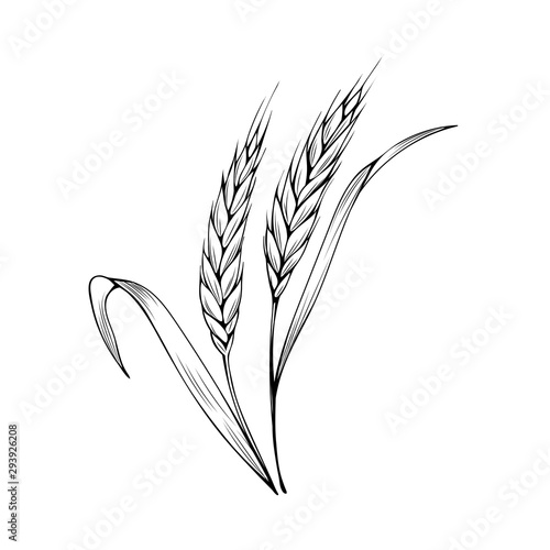 Wheat spikelet hand drawn vector illustration. Thanksgiving day, autumn season, agriculture and farming sketch symbol. Natural barley ear monochrome drawing. Cereal crops harvest. Bakery shop logo