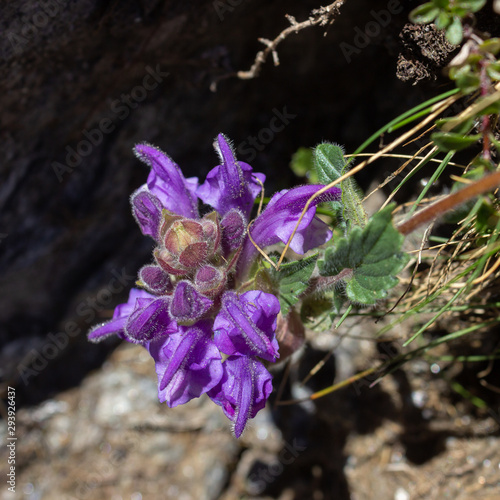 Alpine wild flower Scutellaria Alpina  Alpine skullcap . Aosta valley  Cogne  Italy. Photo taken at an altitude of 2500 meters.
