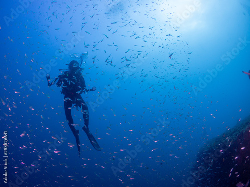 西伊豆_雲見_スキューバダイビング
