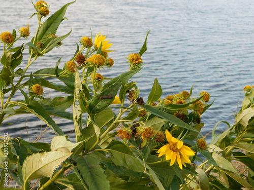 yellow flowers near a lake