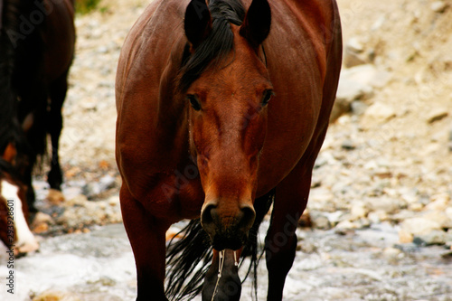 Caballo curioso mirando hacia la camara