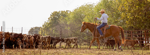 Cowboy preparing to rope calves for branding and inspection on the cattle ranch © Carrie