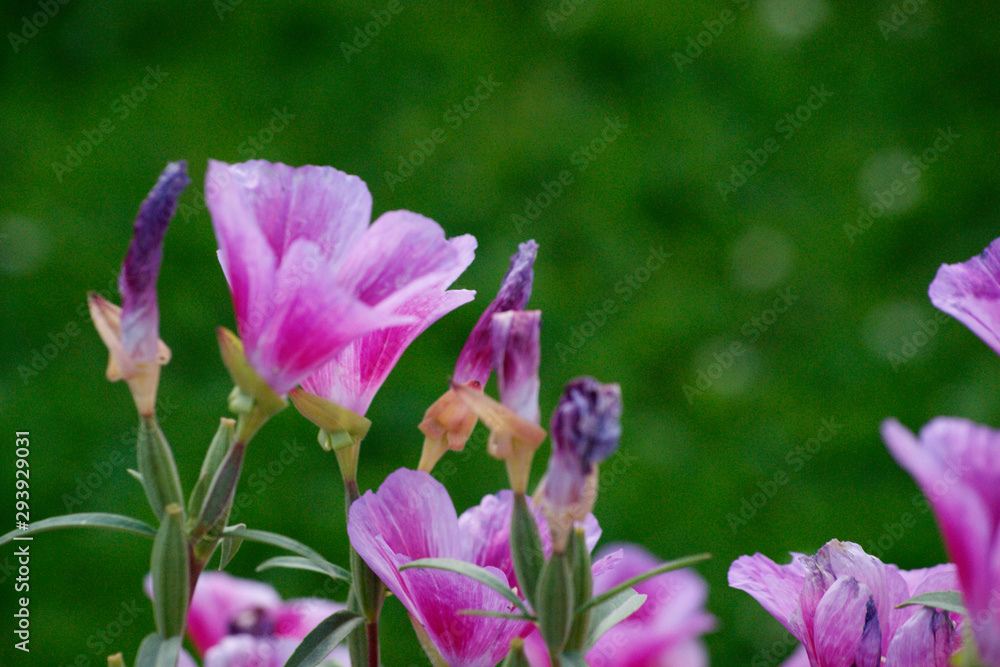Mirabilis jalapa hermosa flor rosa