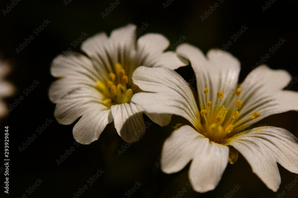Obraz premium Macro flores blancas de montaña
