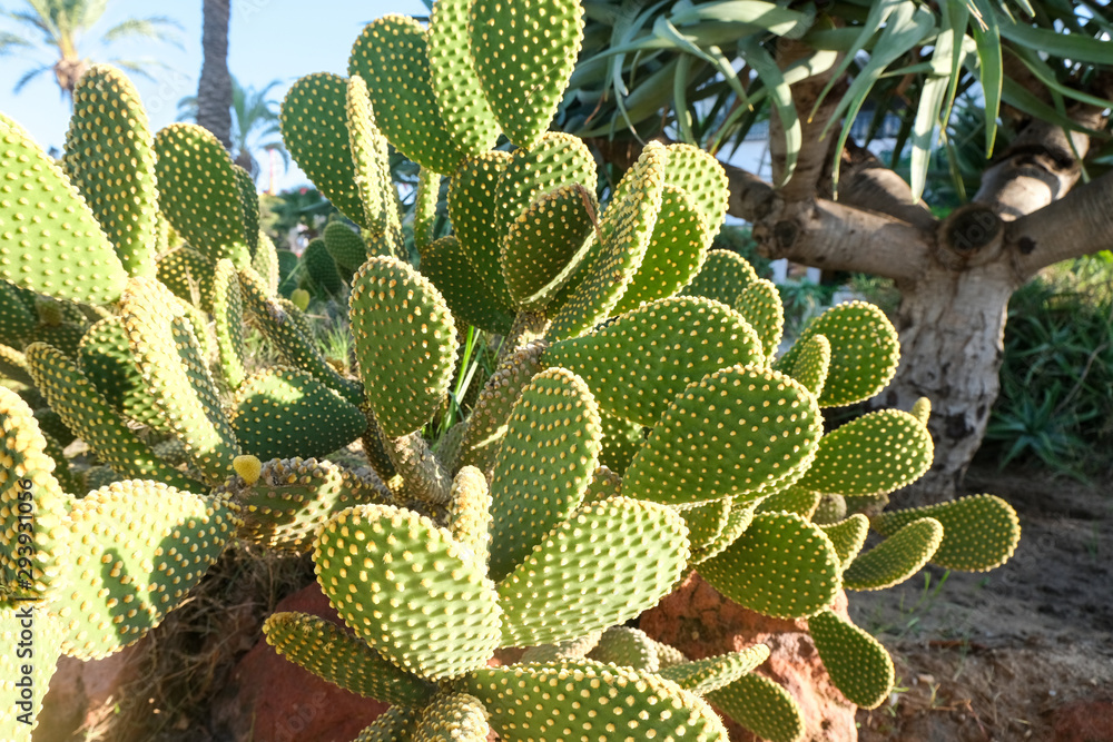 Opuntia cactus bush in Africa. Fruit tree. Opuntia cactus bush in Africa. Fruit tree.