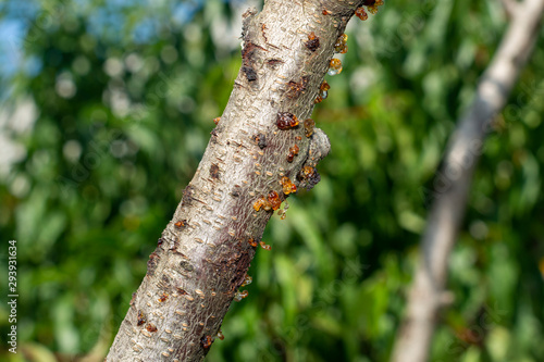 diseased affected branches of peach and nectarine close-up macro. Industrial garden