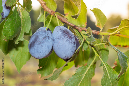 ripe blue plum fruits close-up on a branch in the sun. Autumn Harvest