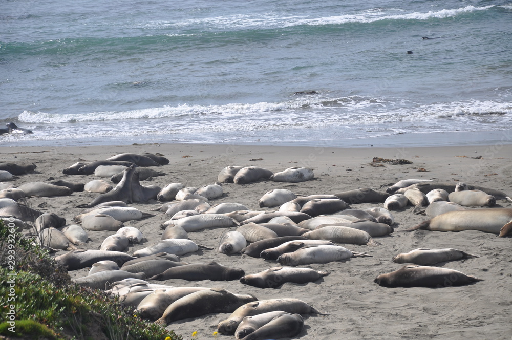 Elephant Seals Lying on Beach San Simeon Central California Elephant Seals Lying on Beach San Simeon Central California