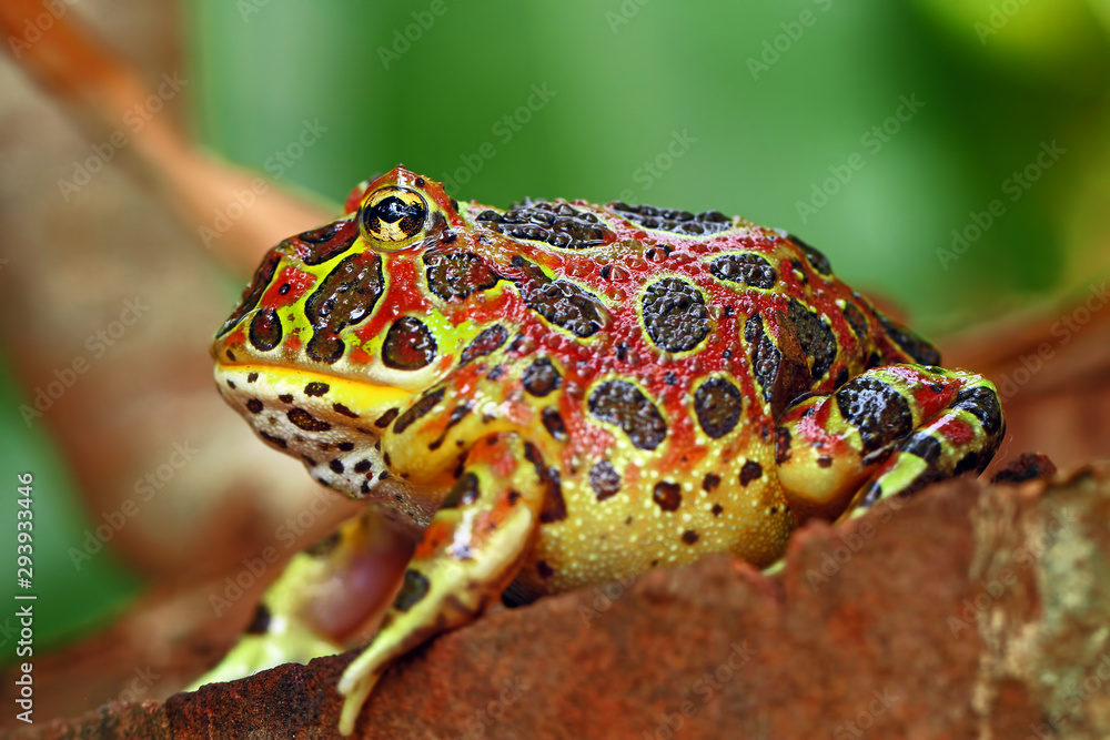 Obraz premium high red ornate frog, ceratophrys ornata, or called pac man frog