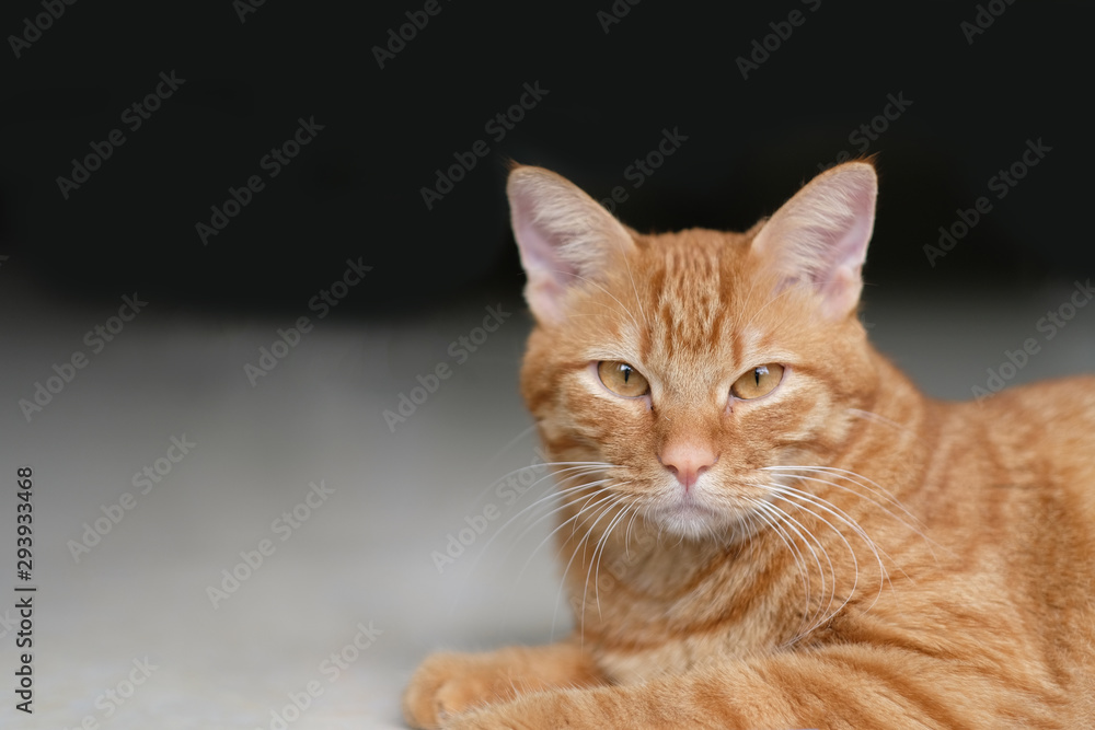 close up one brown tabby cat lying on ground under sunlight. Looking at camera. Blur dark background close up one brown tabby cat lying on ground under sunlight. Looking at camera. Blur dark background