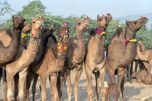 Camels in desert Thar during Pushkar Camel Fair, Rajasthan, India