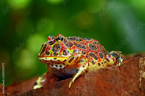 the high red ornate frog, ceratophrys ornata or was called in pac man frog