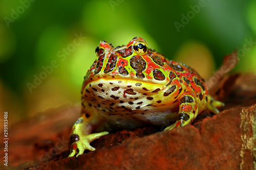 the high red ornate frog  ceratophrys ornata or was called in pac man frog