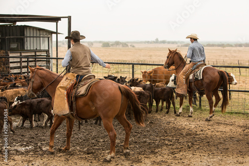 Cowboys cutting calves on the ranch © Carrie
