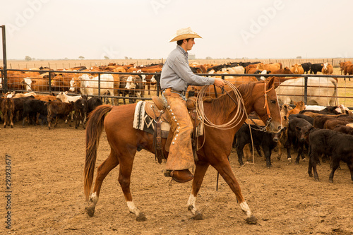 Cowboy rounding up cattle 