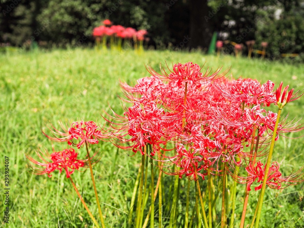 丘の上の彼岸花　ヨコ