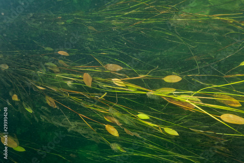Underwater world of Neretva delta, Croatia photo