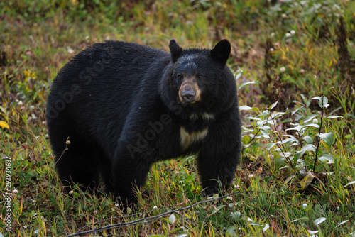 Black bear in Alaska wilderness feeding himself
