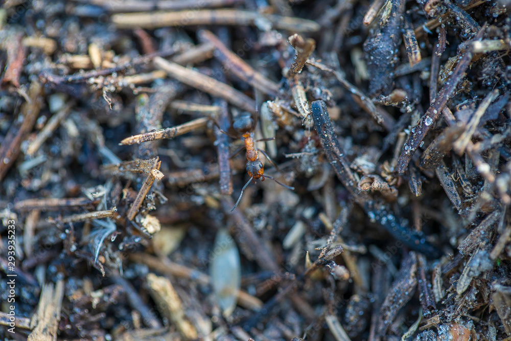 Big anthill in woods. Big anthill with colony of ants in summer forest, macro Big anthill in woods. Big anthill with colony of ants in summer forest, macro