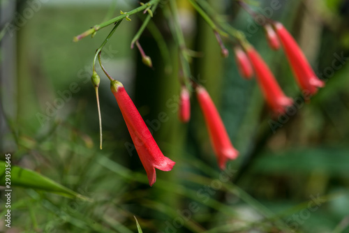 Russelia equisetiformis ornamental garden flower close up © mardoz