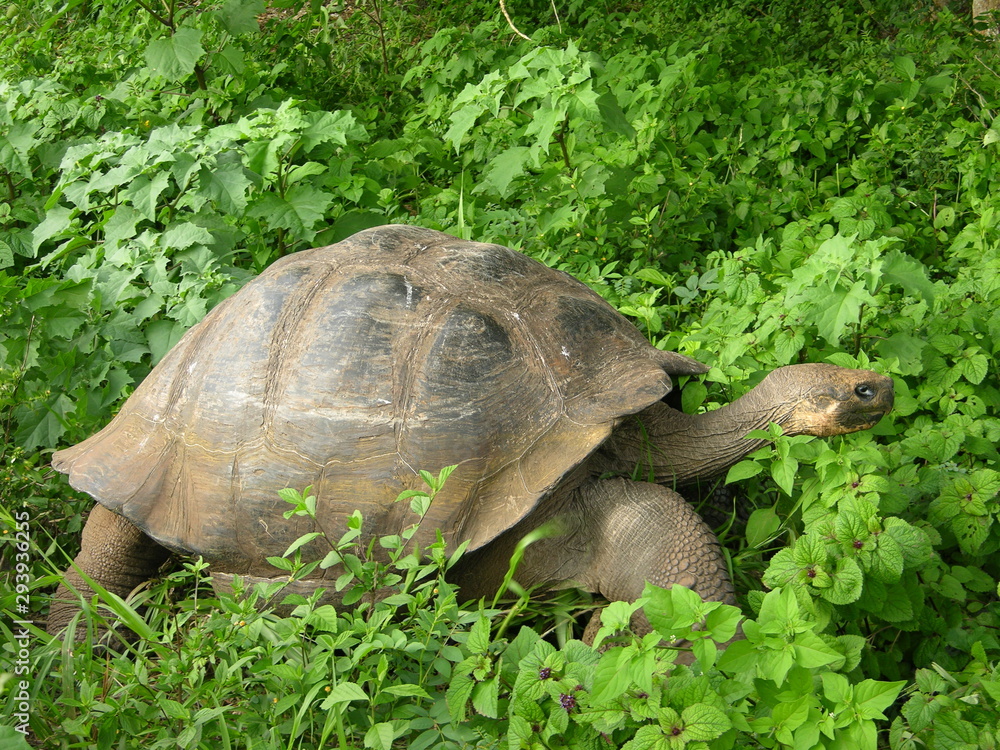 Fototapeta premium Giant Galapagos turtle in Ecuador