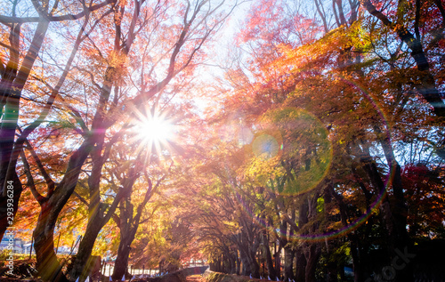 Maple leaves : Japan Autumn