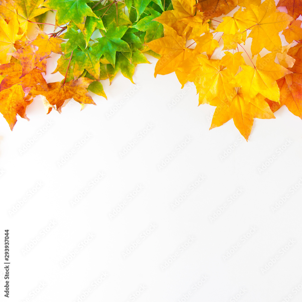 Autumn background with red, yellow, orange maple leaves