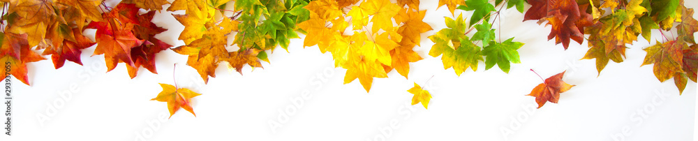 Autumn long background with red, yellow, orange maple leaves Autumn long background with red, yellow, orange maple leaves