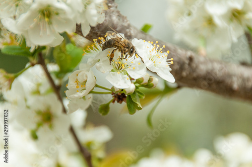 bee on flower © noeliauroz