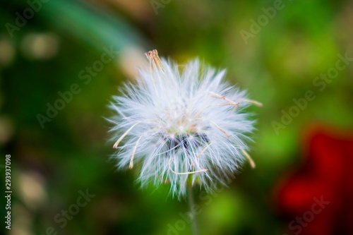 Diente de le  n-dandelion