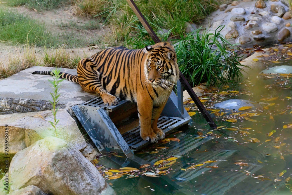 Strriped Tiger walking near water and between bamboo trees