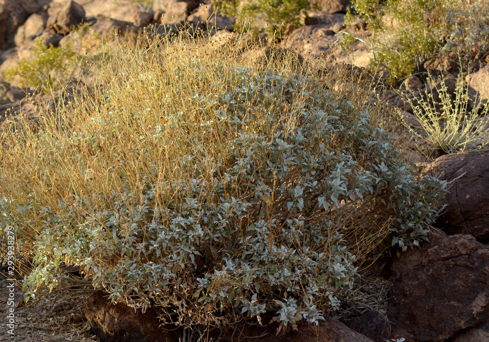 Obraz premium lichen on rock