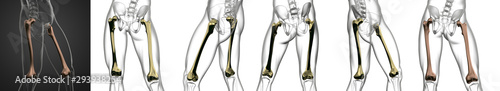 3D rendering medical illustration of the femur bone photo